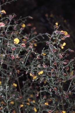 APII jpeg image of Pultenaea ochreata  © contact APII