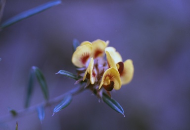 APII jpeg image of Pultenaea paleacea  © contact APII