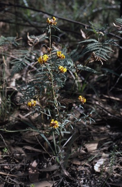 APII jpeg image of Pultenaea paleacea  © contact APII