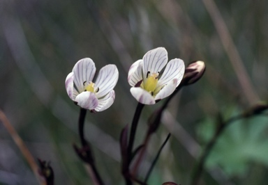 APII jpeg image of Gentianella cunninghamii subsp. cunninghamii  © contact APII