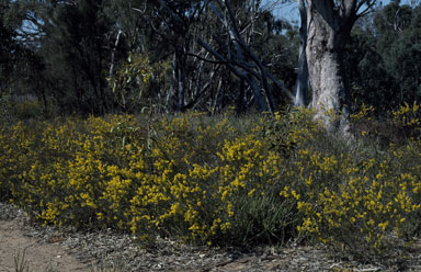 APII jpeg image of Acacia acinacea  © contact APII