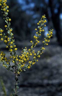 APII jpeg image of Acacia acinacea  © contact APII