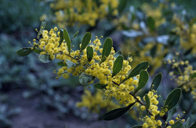 APII jpeg image of Acacia amoena  © contact APII