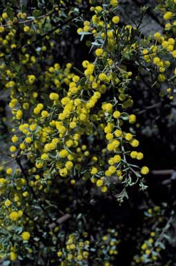 APII jpeg image of Acacia brachybotrya  © contact APII