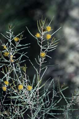 APII jpeg image of Acacia burbidgeae  © contact APII