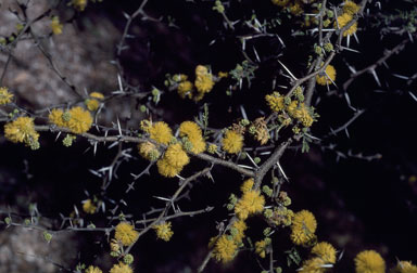 APII jpeg image of Vachellia caven var. caven  © contact APII