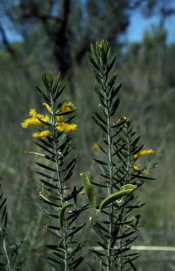 APII jpeg image of Acacia chrysochaeta  © contact APII