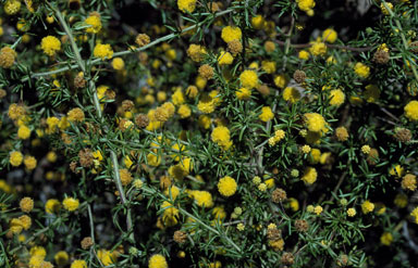 APII jpeg image of Acacia epacantha  © contact APII