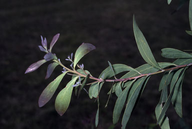 APII jpeg image of Acacia falciformis  © contact APII