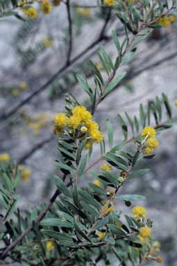 APII jpeg image of Acacia fimbriata  © contact APII