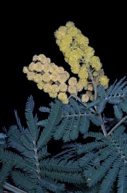 APII jpeg image of Acacia fulva  © contact APII