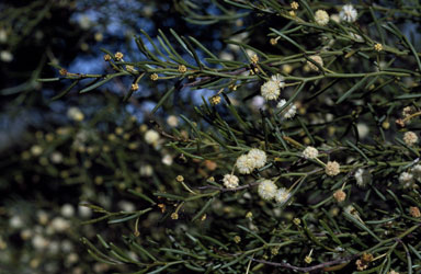 APII jpeg image of Acacia gonophylla  © contact APII