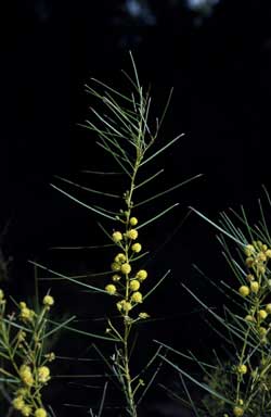 APII jpeg image of Acacia heteroclita  © contact APII