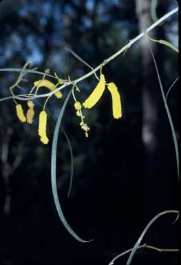 APII jpeg image of Acacia lasiocalyx  © contact APII