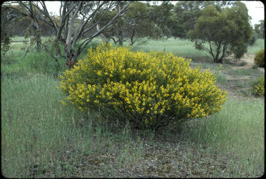 APII jpeg image of Acacia microcarpa  © contact APII