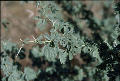 APII jpeg image of Acacia nilotica subsp. indica  © contact APII