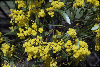 APII jpeg image of Acacia pycnantha  © contact APII