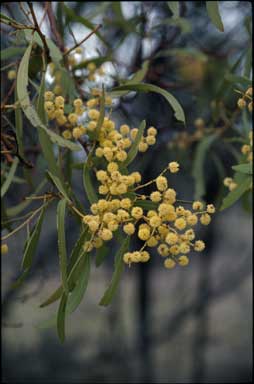 APII jpeg image of Acacia pycnantha  © contact APII