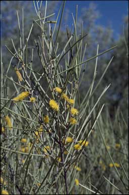 APII jpeg image of Acacia ramulosa  © contact APII