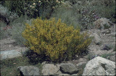 APII jpeg image of Acacia rhetinocarpa  © contact APII