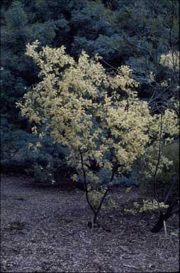 APII jpeg image of Acacia terminalis  © contact APII