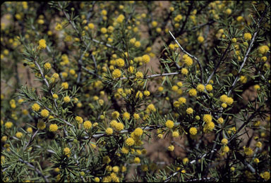 APII jpeg image of Acacia tetragonophylla  © contact APII