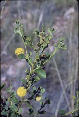 APII jpeg image of Acacia translucens  © contact APII