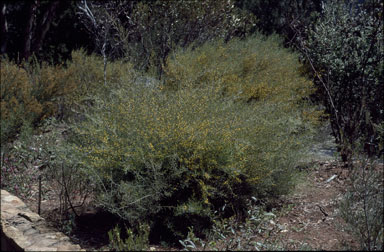 APII jpeg image of Acacia wilhelmiana  © contact APII