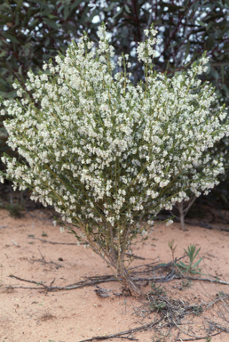 APII jpeg image of Hybanthus floribundus subsp. floribundus  © contact APII