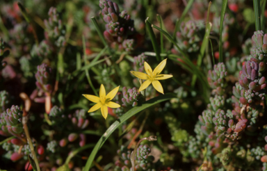 APII jpeg image of Hypoxis vaginata  © contact APII