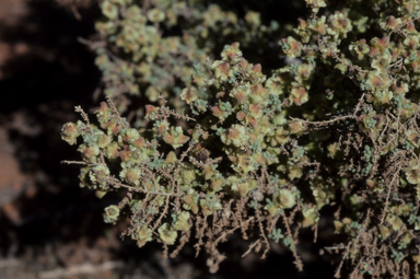 APII jpeg image of Maireana pyramidata  © contact APII