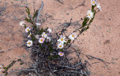 APII jpeg image of Olearia rudis  © contact APII