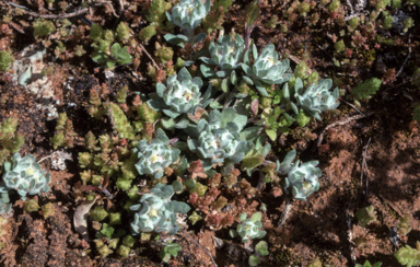 APII jpeg image of Actinobole uliginosum  © contact APII