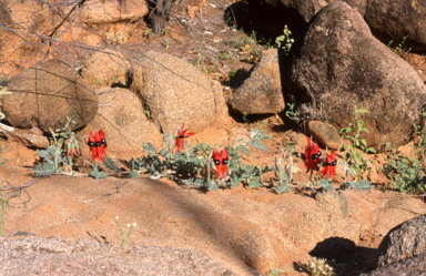 APII jpeg image of Swainsona formosa  © contact APII