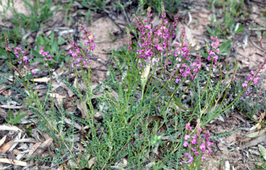 APII jpeg image of Swainsona microphylla  © contact APII