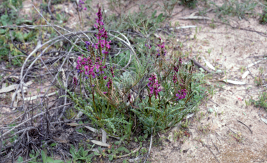 APII jpeg image of Swainsona microphylla  © contact APII