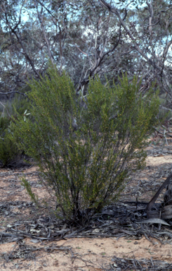 APII jpeg image of Beyeria opaca  © contact APII