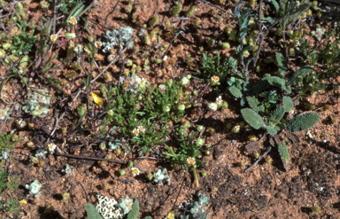 APII jpeg image of Brachyscome lineariloba  © contact APII