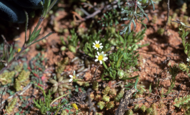 APII jpeg image of Brachyscome lineariloba  © contact APII