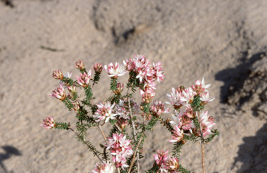 APII jpeg image of Calytrix tetragona  © contact APII