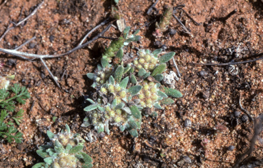 APII jpeg image of Chthonocephalus pseudevax  © contact APII