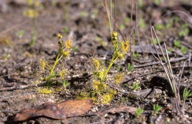 APII jpeg image of Drosera  © contact APII