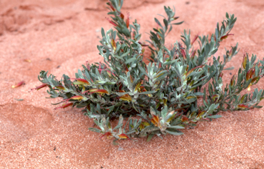 APII jpeg image of Eremophila glabra  © contact APII