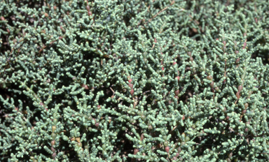 APII jpeg image of Halosarcia  © contact APII