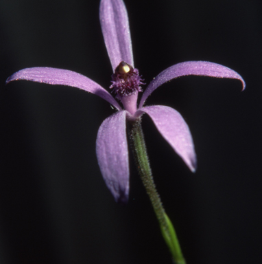 APII jpeg image of Caladenia deformis  © contact APII
