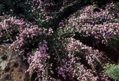 APII jpeg image of Rhododendron lochiae  © contact APII