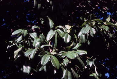 APII jpeg image of Syzygium moorei  © contact APII