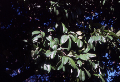 APII jpeg image of Syzygium moorei  © contact APII