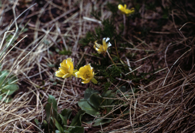 APII jpeg image of Ranunculus gunnianus  © contact APII