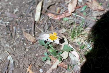 APII jpeg image of Ranunculus graniticolus  © contact APII